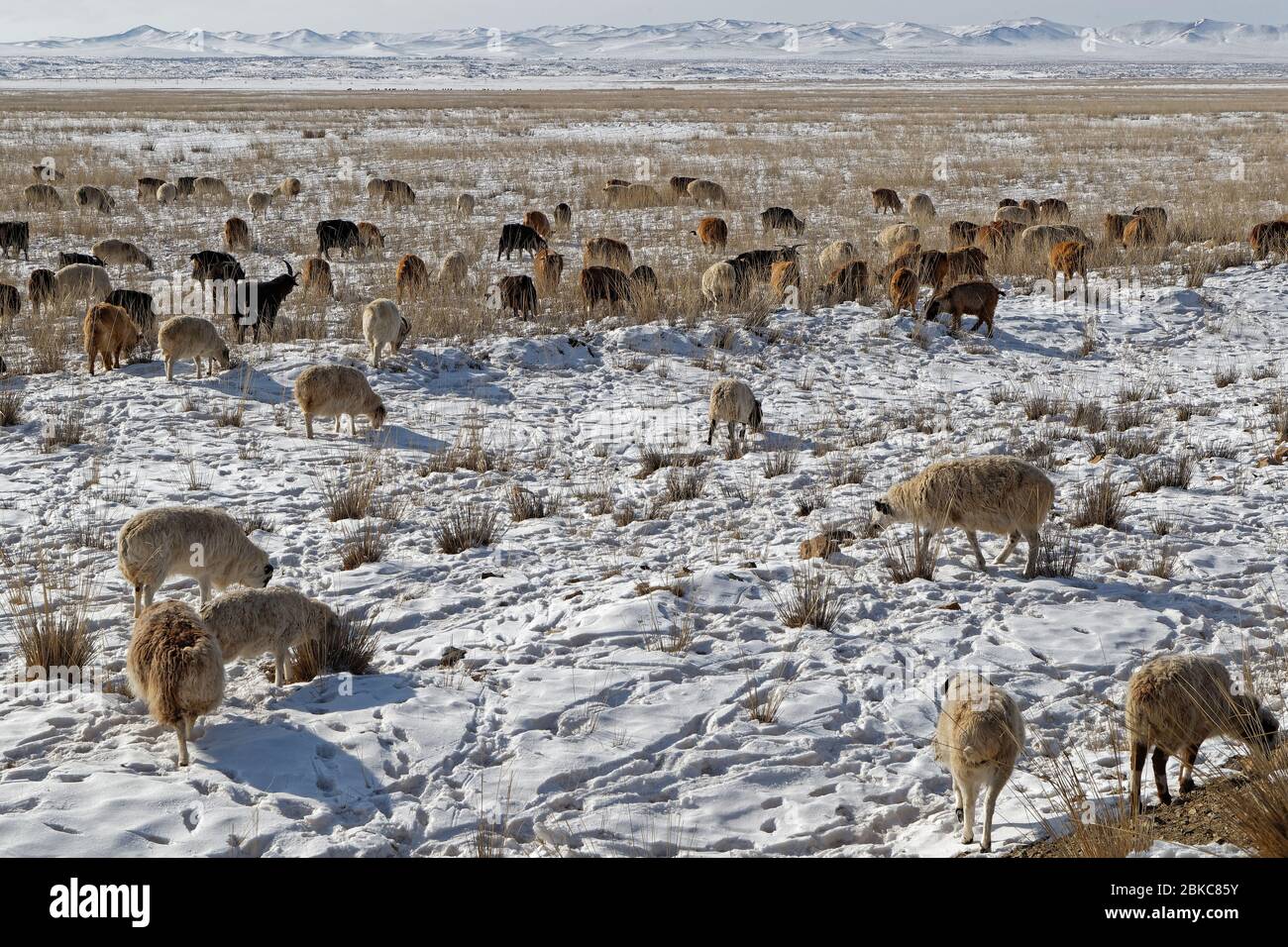 Huge herd of sheeps and goats in the plain of central Mongolia Stock ...