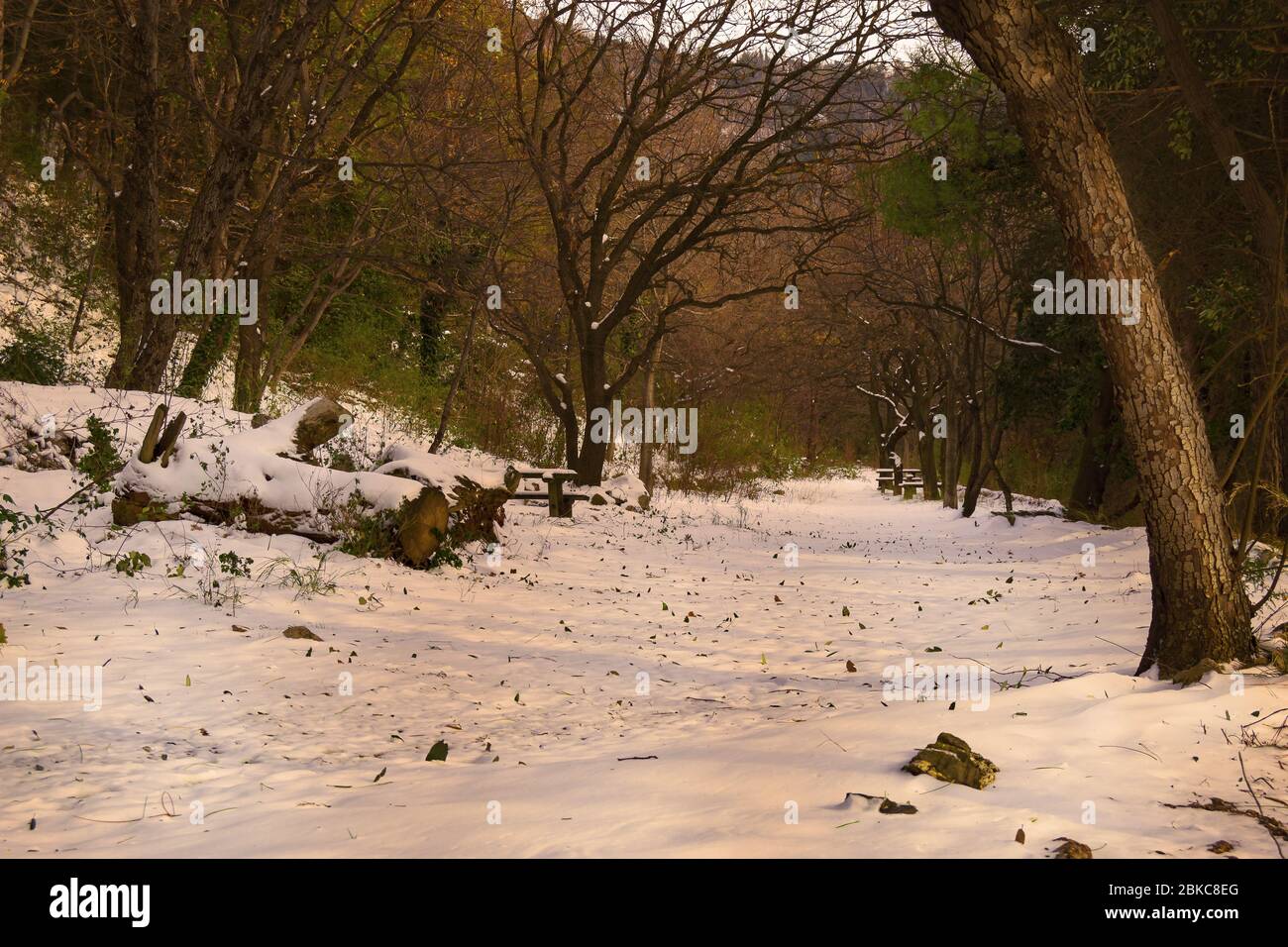 path in the woods covered with snow at sunset Stock Photo - Alamy