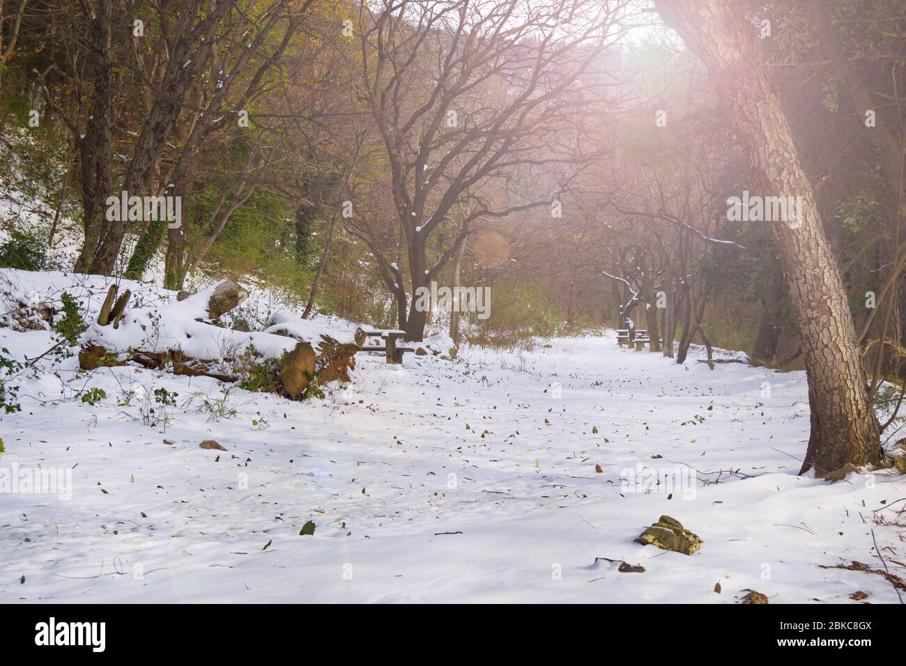 path in the woods covered with snow at sunrise Stock Photo - Alamy