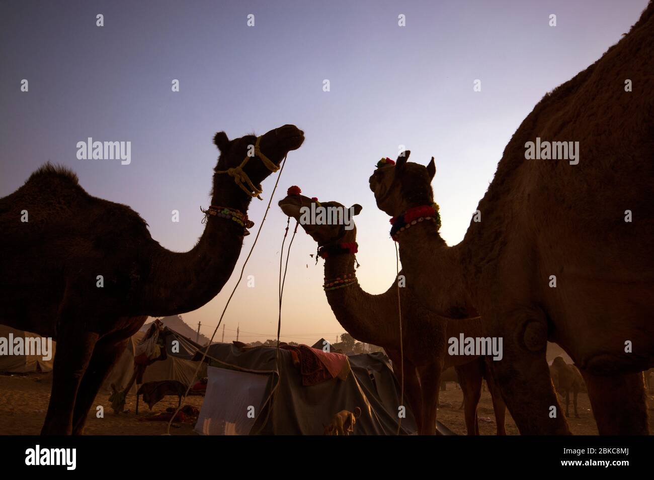 silhouette camel portrait at pushkar Stock Photo