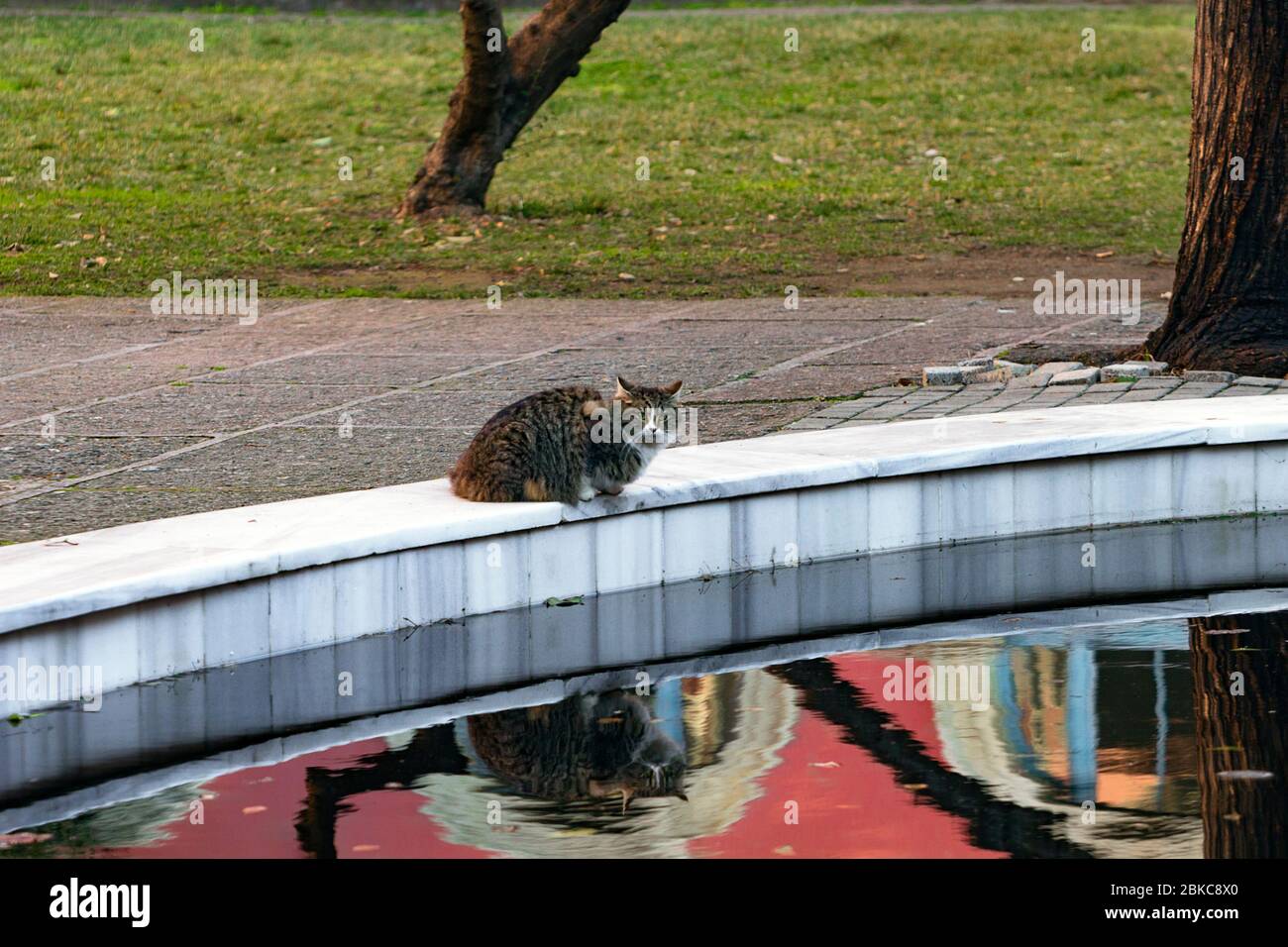 Central perspective image of a tabby cat looking at lens, sitting by a nice decorative pool with reflection. Stock Photo