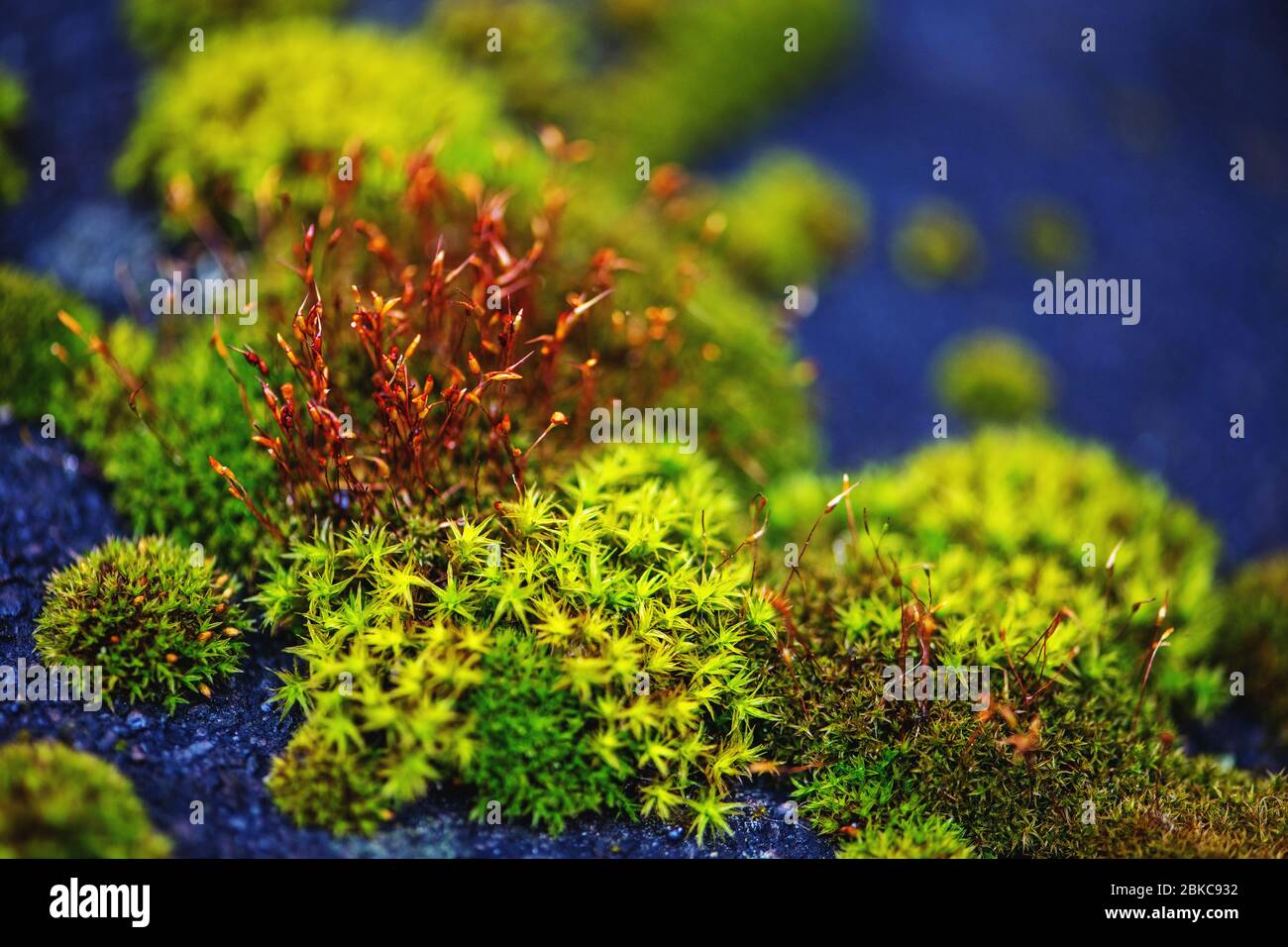 Close up photo of bright colorful moss. Stock Photo