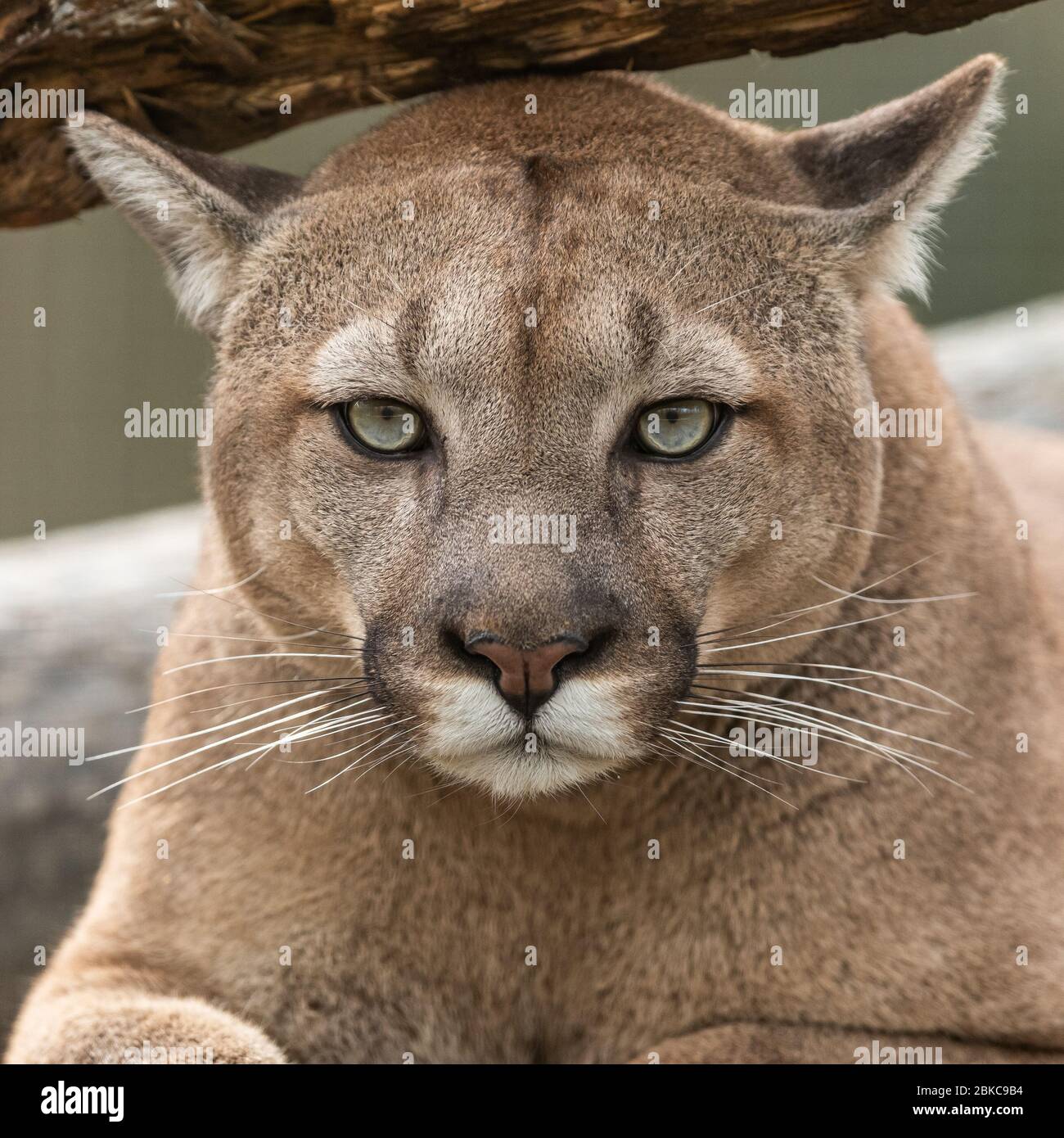 Portrait of a cougar in the forest Stock Photo