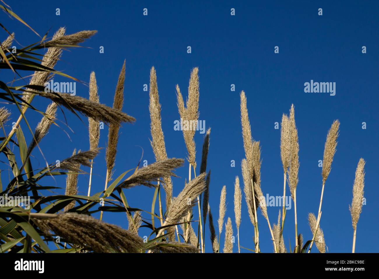 Tips of a group of reeds, reaching blue sky. Stock Photo