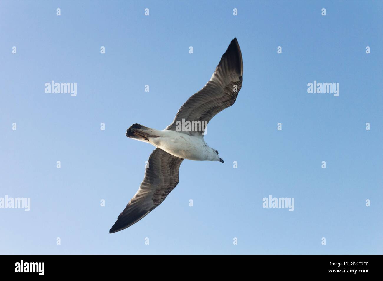 Seagull high in the sky. Stock Photo