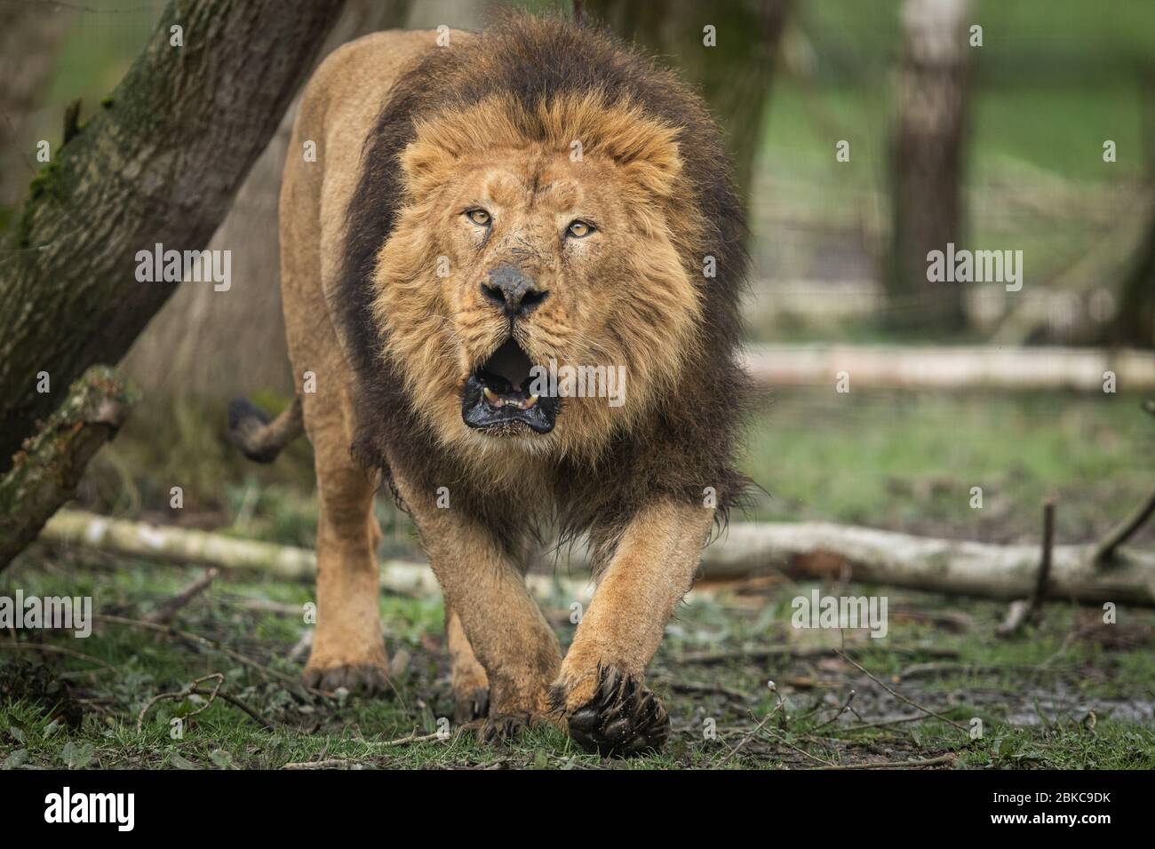Lion roaring white background hi-res stock photography and images - Alamy