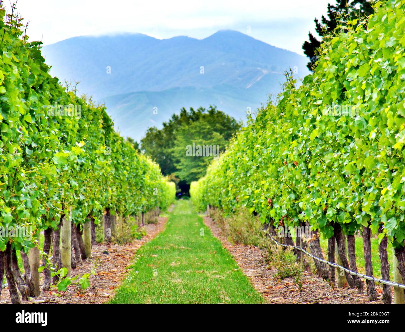 vinyard in Blenheim Stock Photo