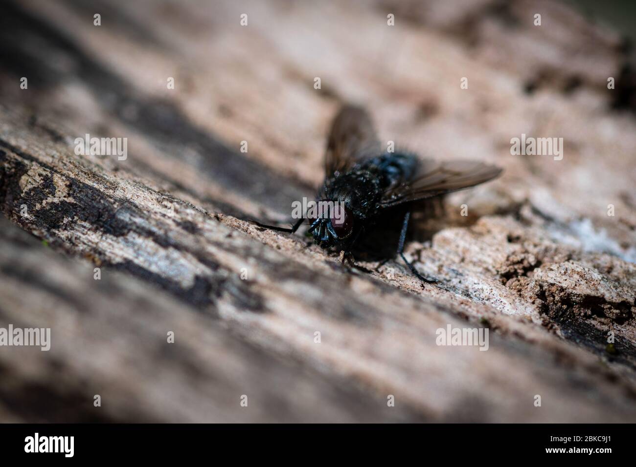 fly sitting on wood Stock Photo