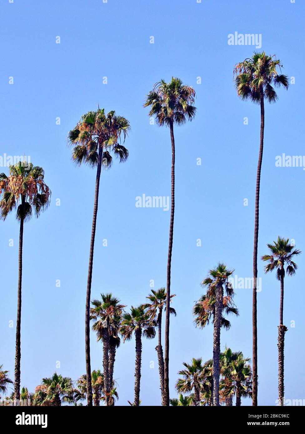 palm tree alley Stock Photo - Alamy
