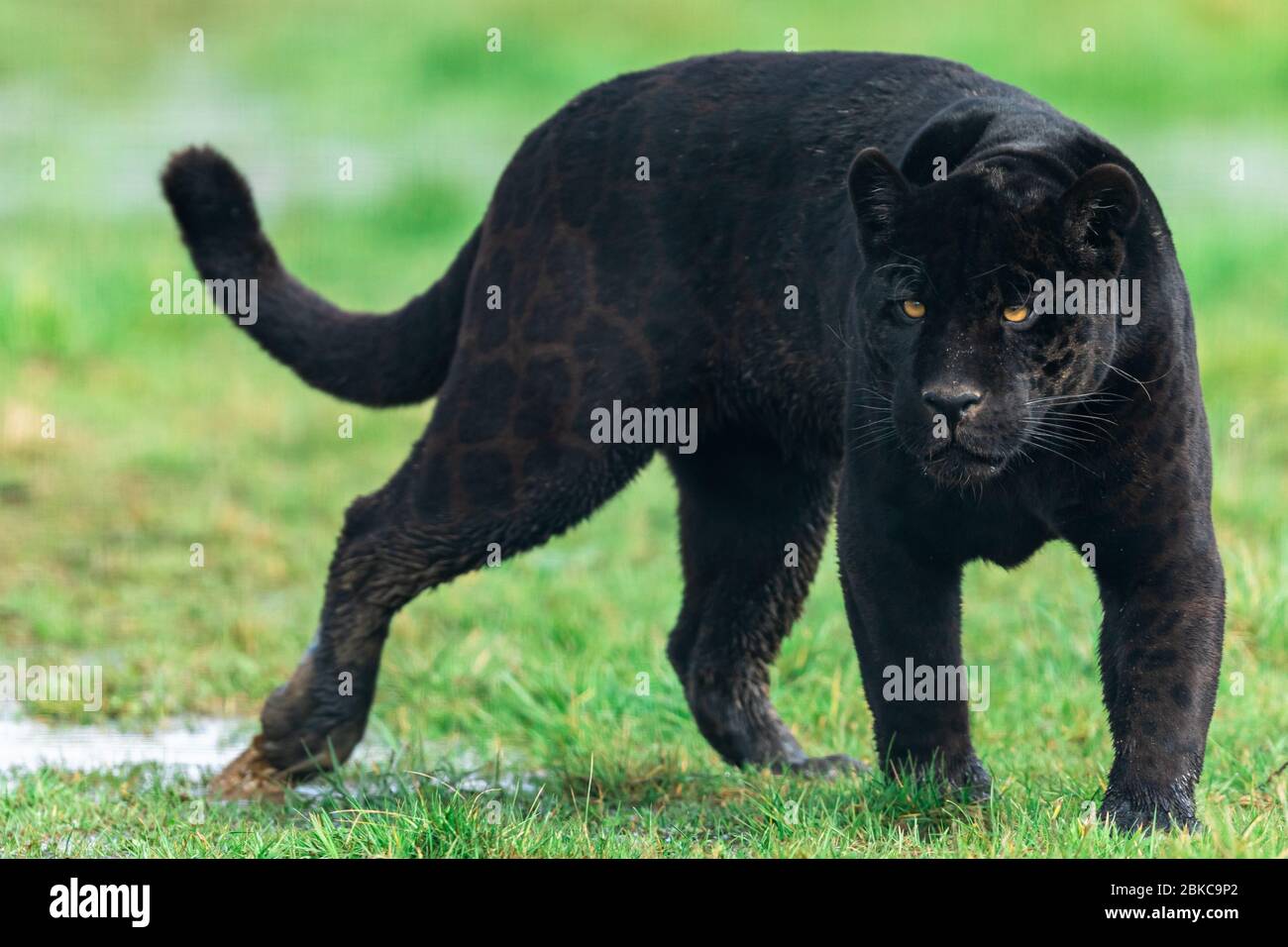 Portrait of a black jaguar in the forest Stock Photo