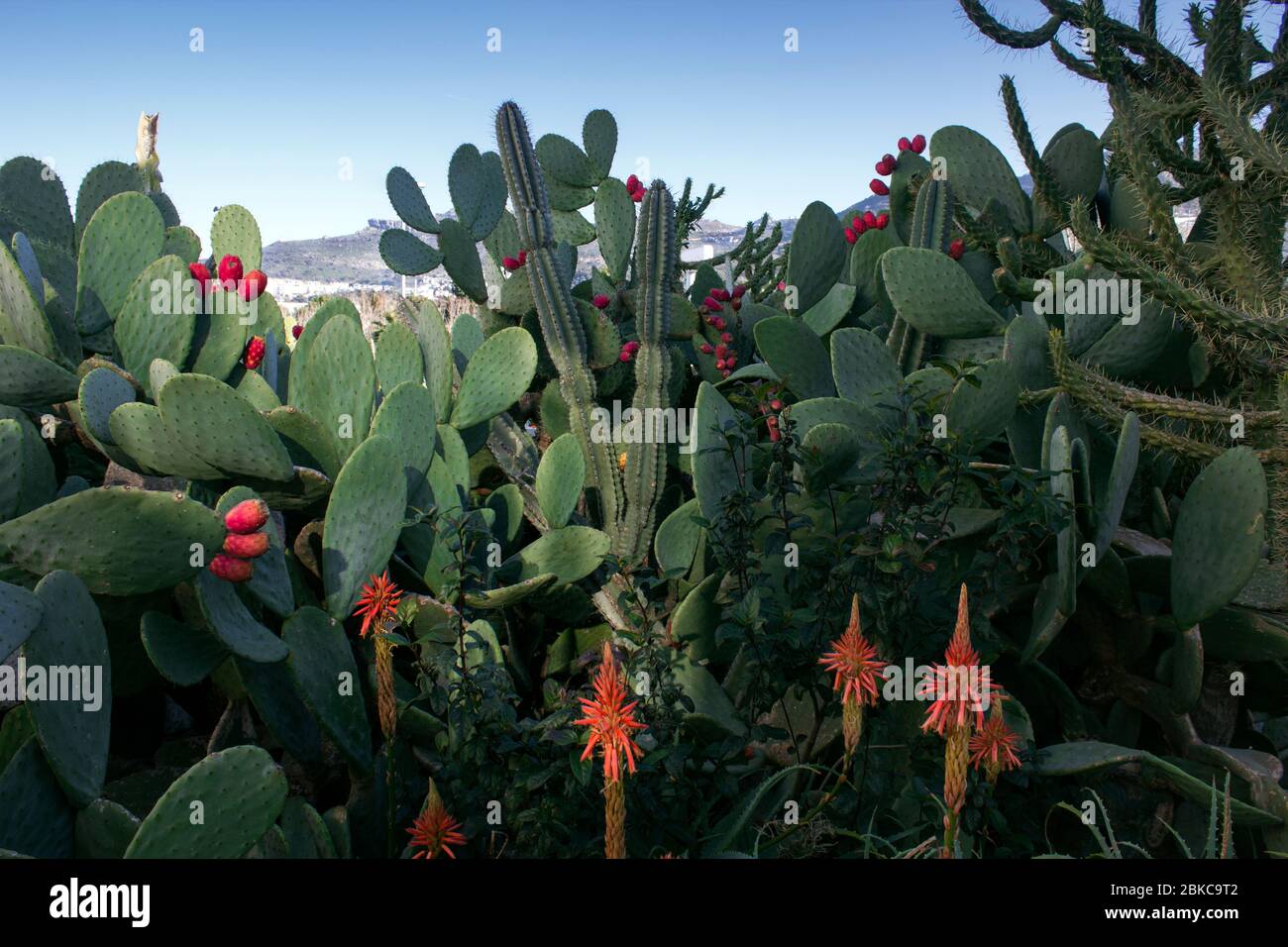 Landscape still life image of a group of various cactus, including Indian fig and aloe vera with fruits and blossoming flowers. Stock Photo