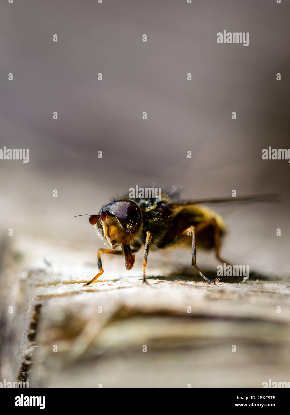 Extreme close up bee sitting hi-res stock photography and images - Alamy