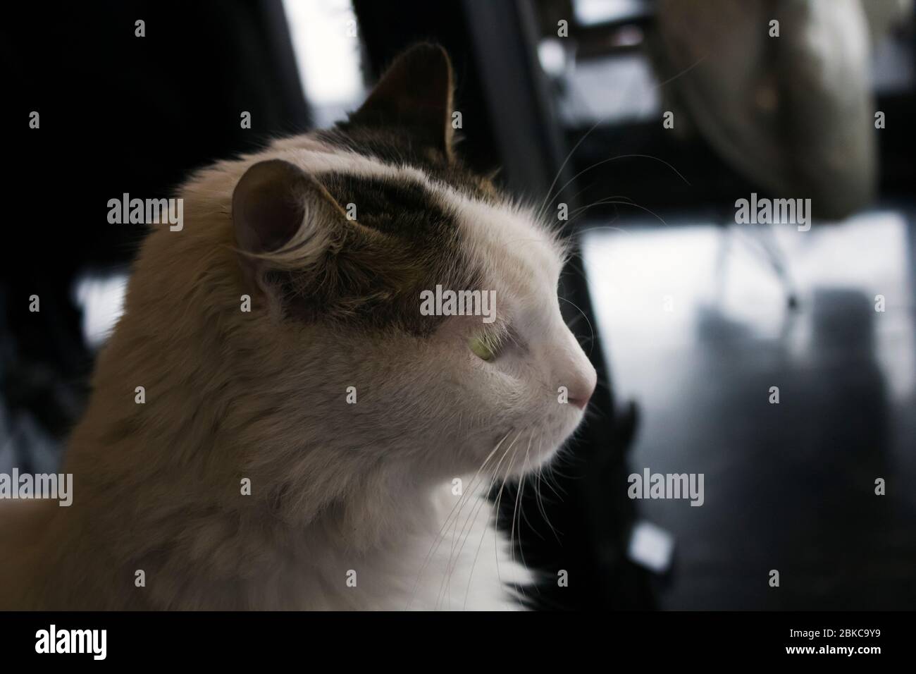 Profile portrait of a white-brown cat staring at right. Interior shot, ambient light conditions. Stock Photo