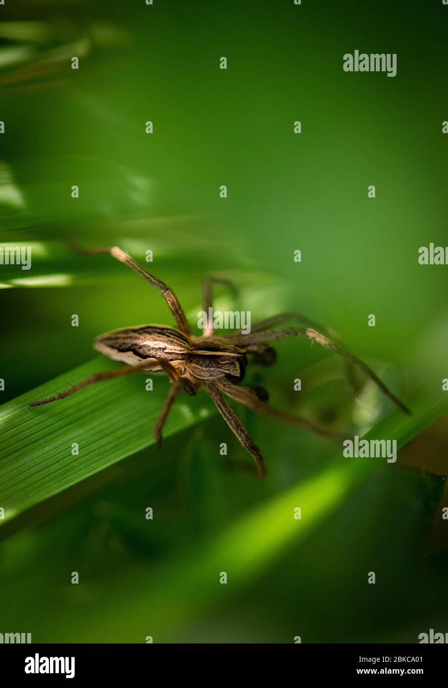 brown spider on green grass leaf Stock Photo