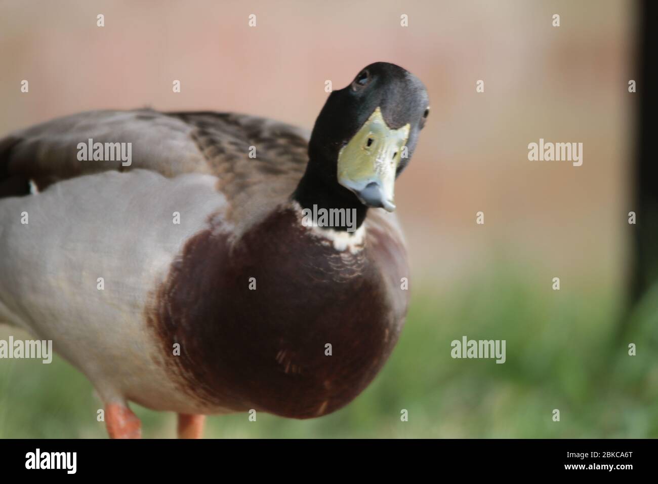 Single male mallard duck with head tilted towards the camera Stock Photo