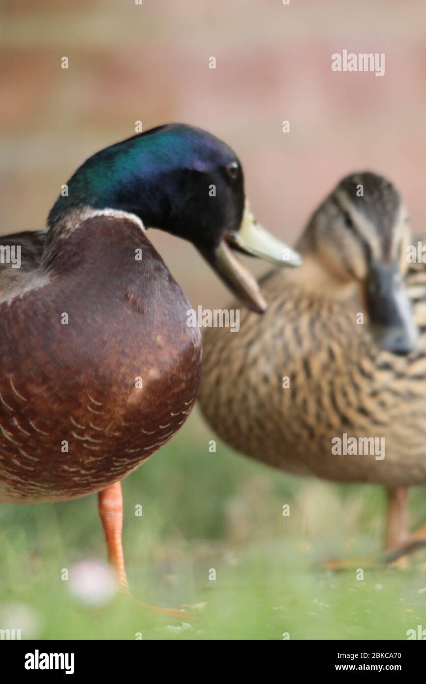 pair of Male and female Mallard ducks Stock Photo