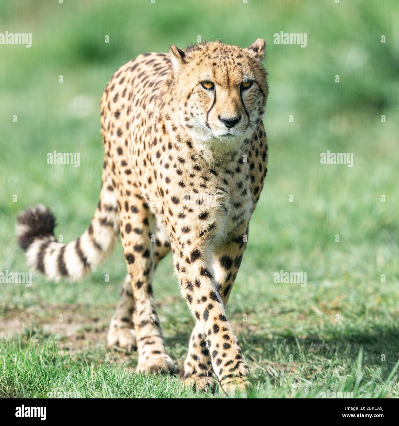 A Guepard Walks On The Meadow Stock Photo Alamy