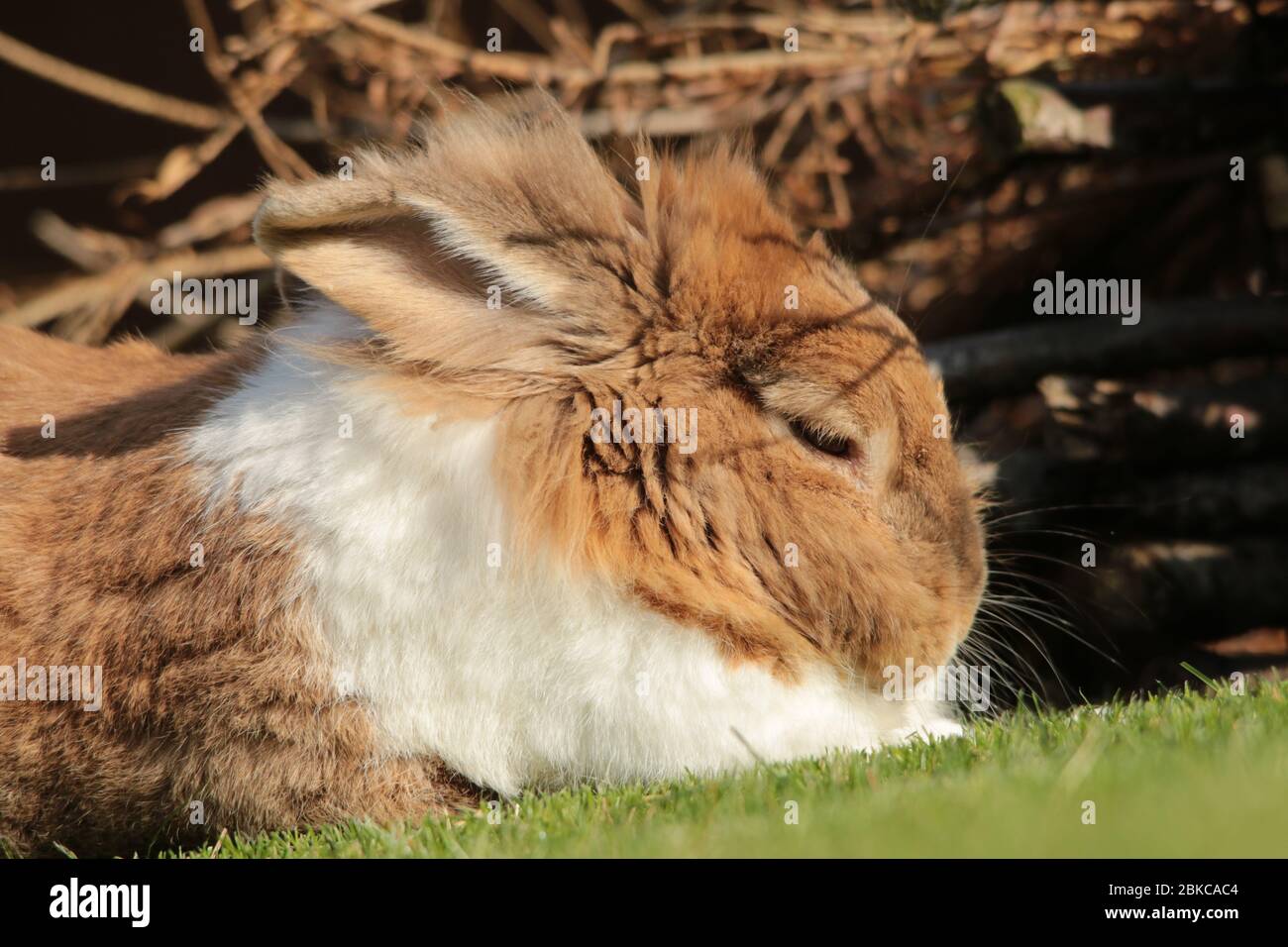 dutch rabbit laid in the grass Stock Photo