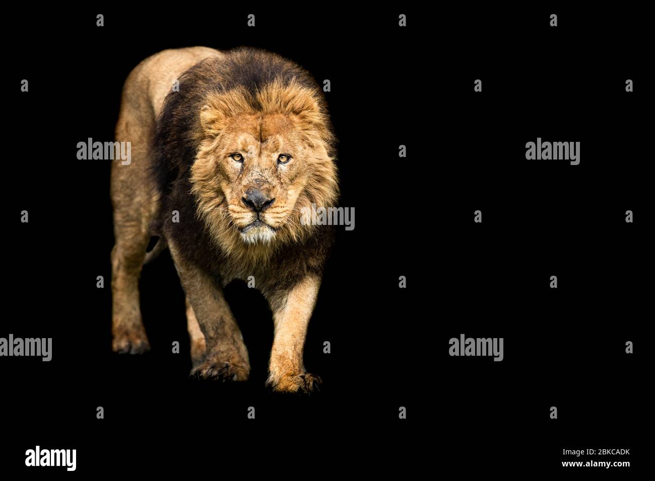 Lion with black background hi-res stock photography and images - Alamy
