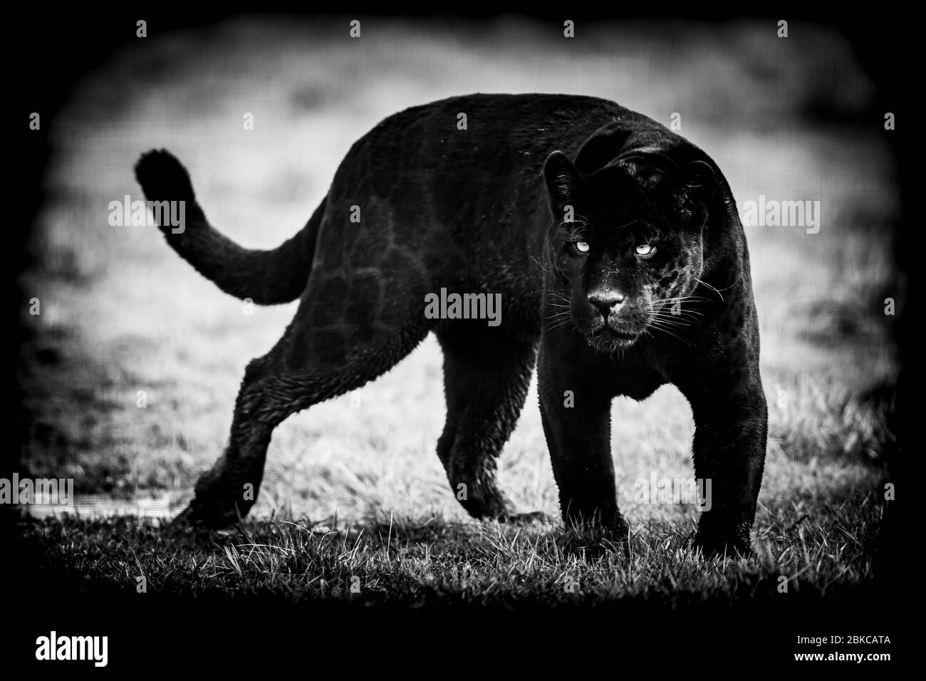 Black jaguar animal hi-res stock photography and images - Alamy