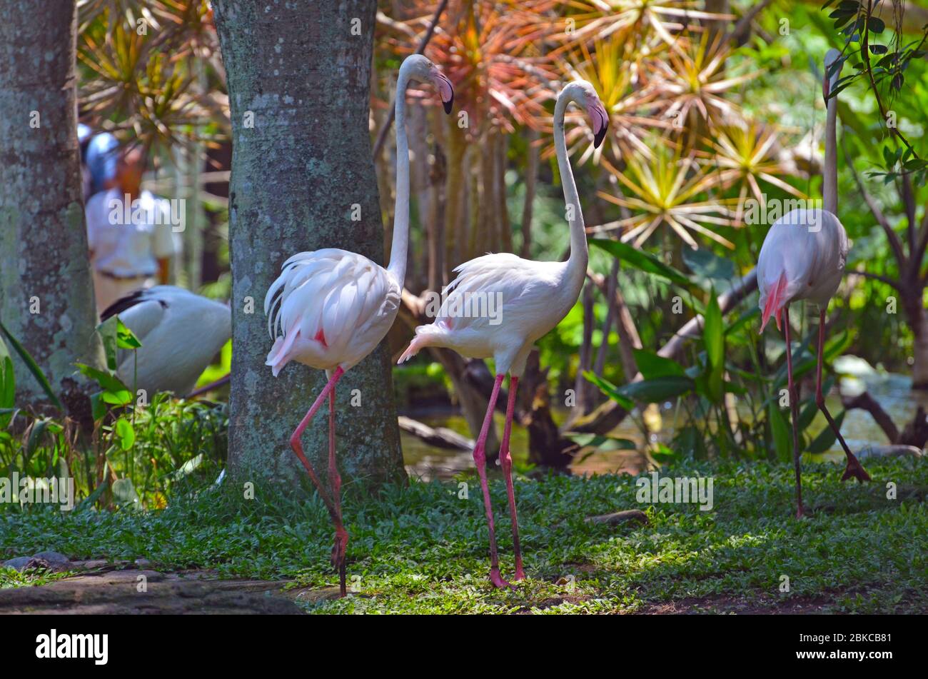 Two flamingos are walking in the rainforest Stock Photo - Alamy