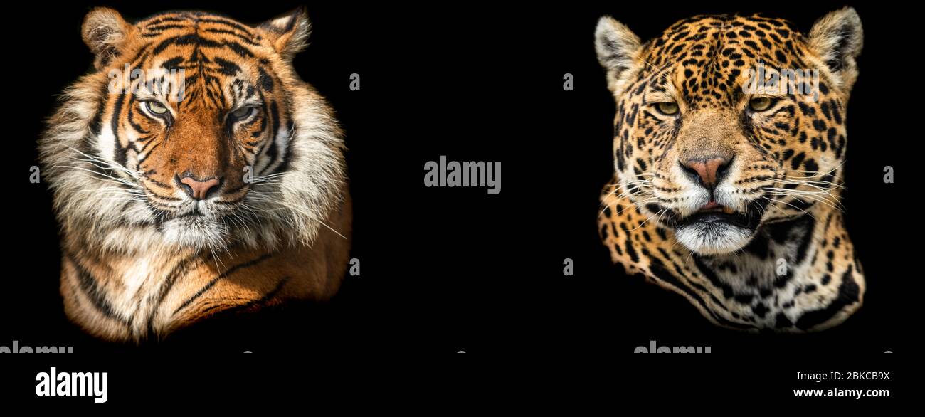 Tiger Vs Jaguar Fight