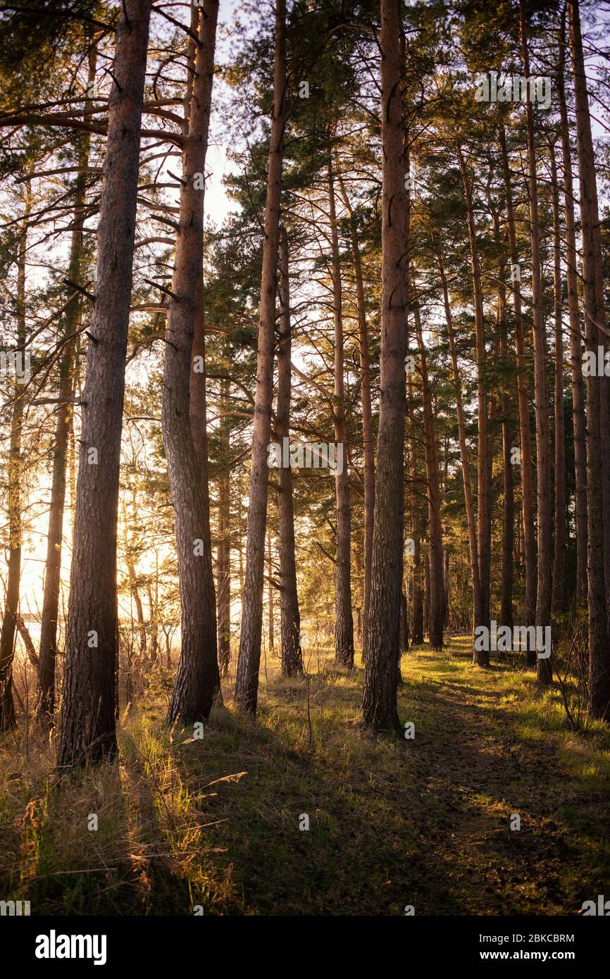 Path in spring pine forest with warm evening sunlight Stock Photo