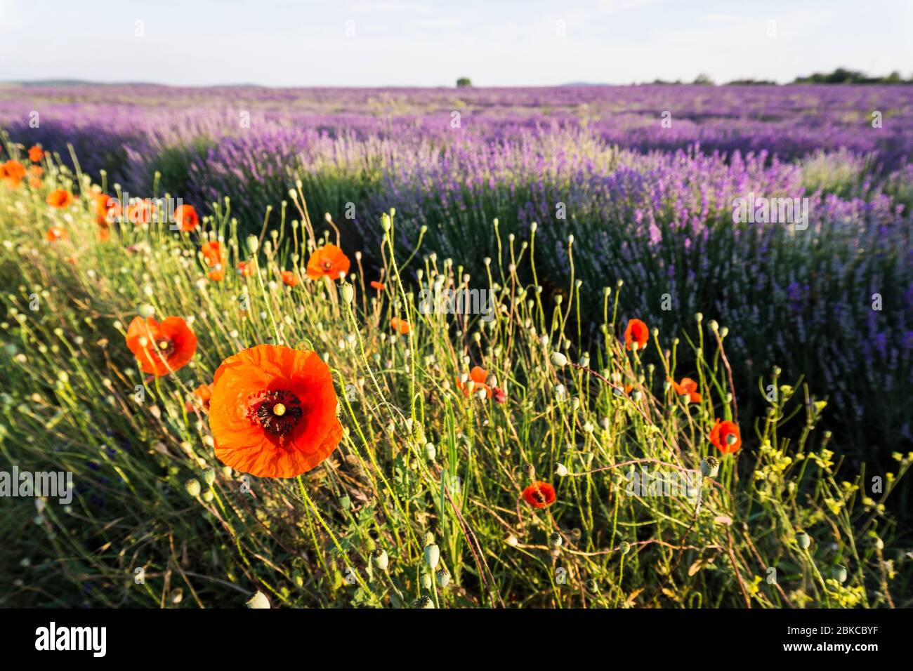 Lavender and poppies hi-res stock photography and images - Alamy