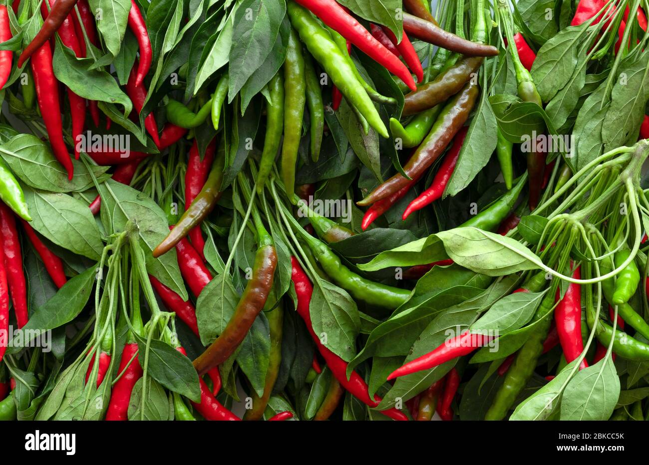 Very Chilly Very chilly hi-res stock photography and images - Alamy