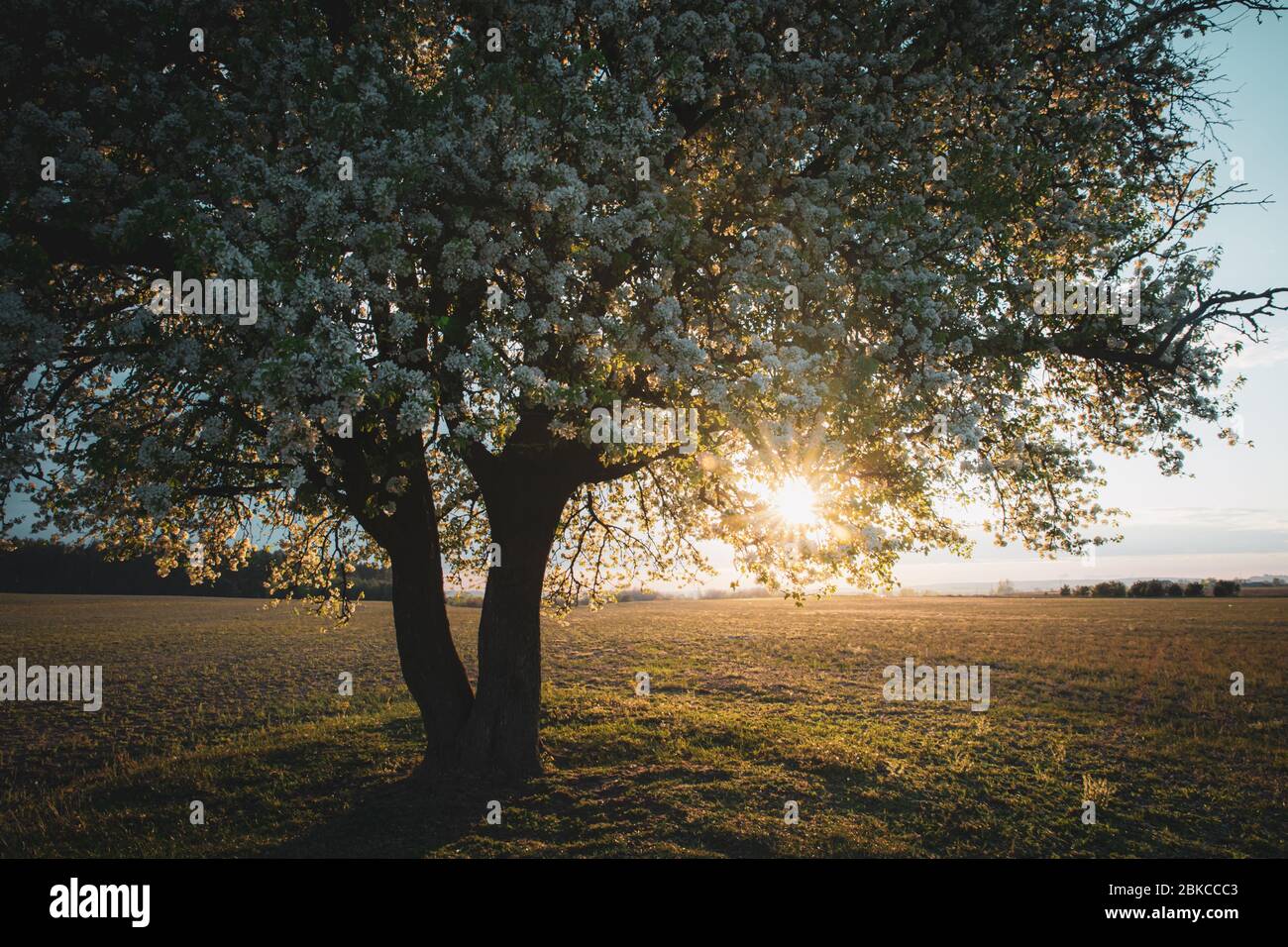 White cherry tree bloom, beautiful spring tree flowers clos-up, blooming tree branch inbright sunset light Stock Photo
