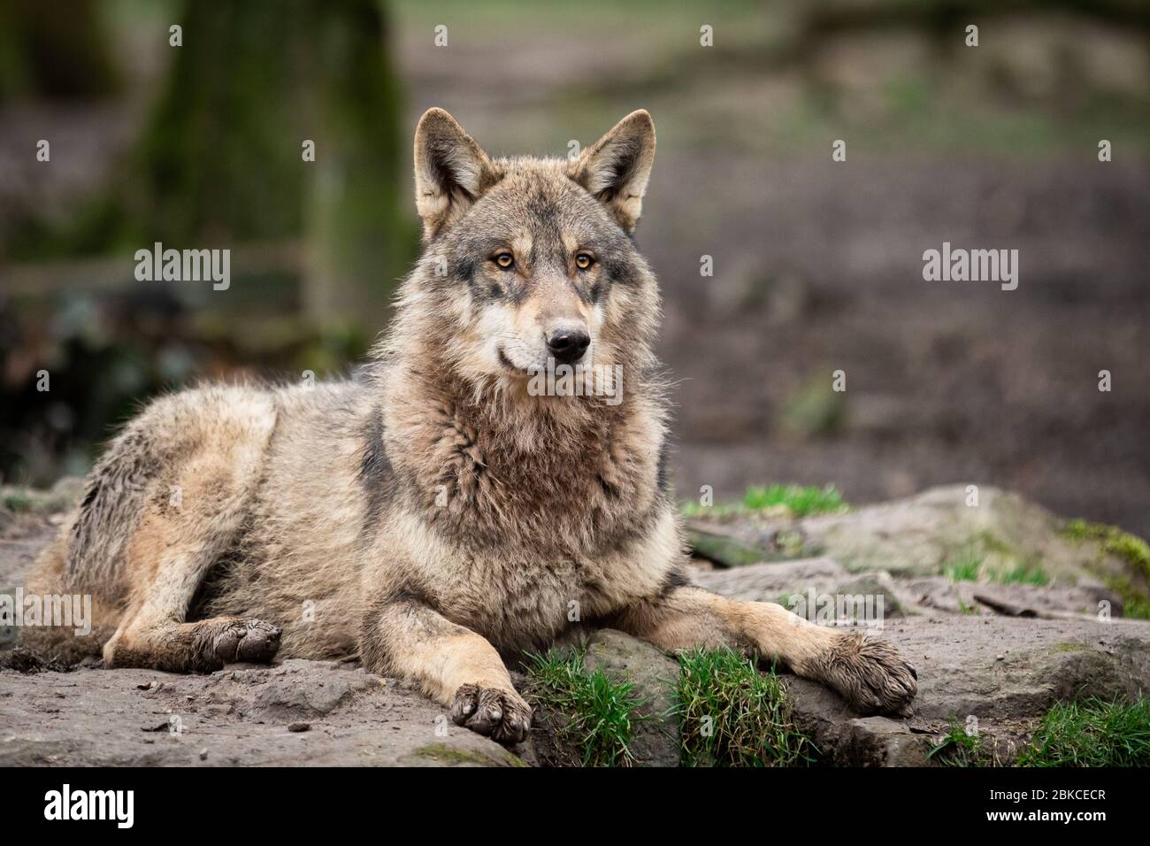 Grey wolf in the forest Stock Photo - Alamy