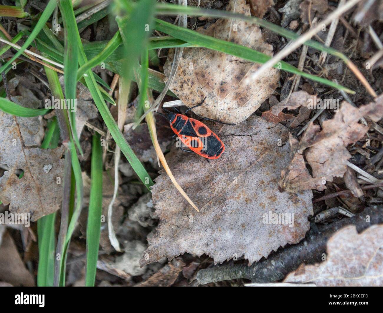 European firebug on the ground, Pyrrhocoris apterus Stock Photo