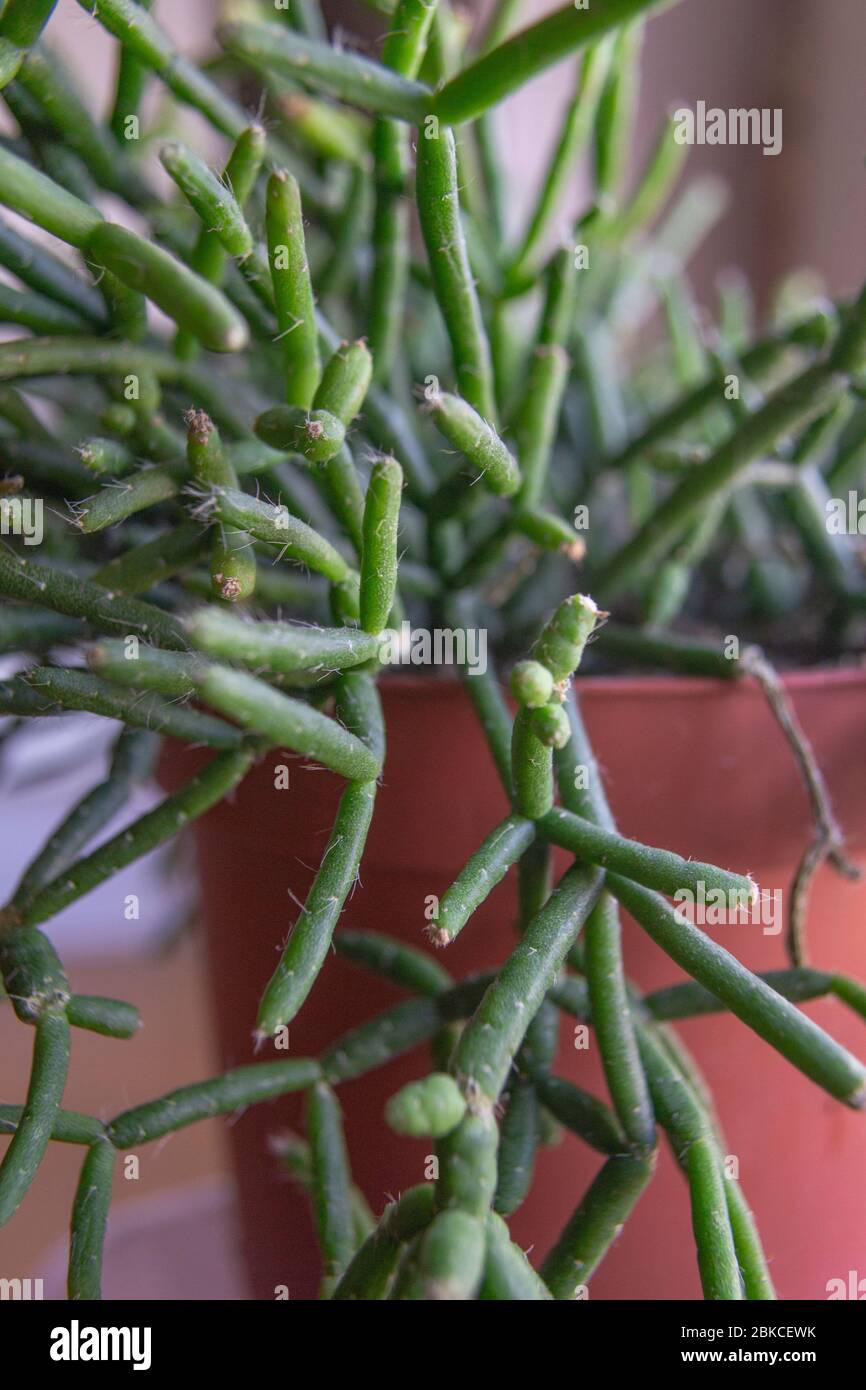 Dancing-bones, bottle cactus in pot ,  Hatiora salicornioides Stock Photo