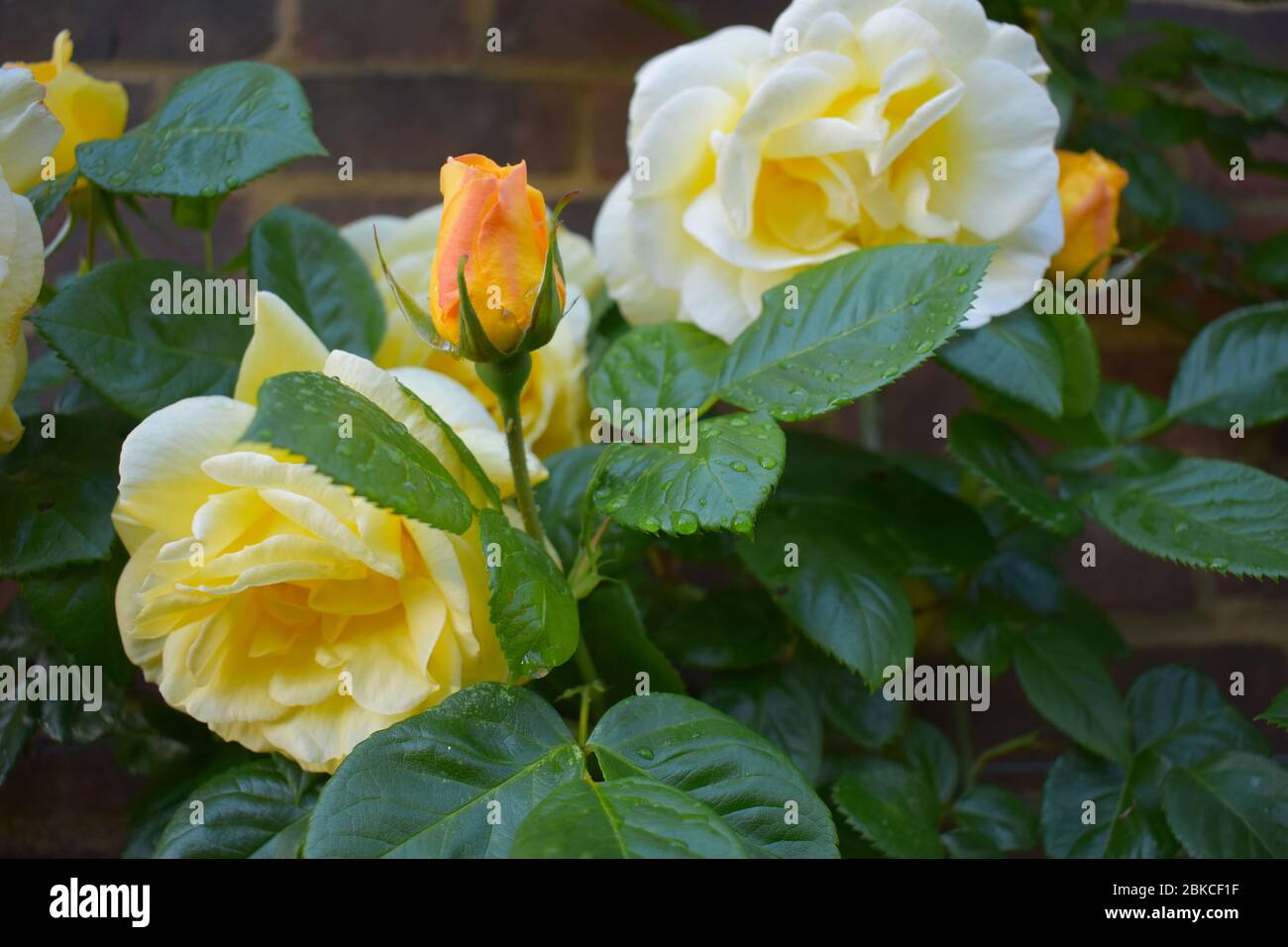 Rose prickled shrub is used as landscape plant for hedging. Official