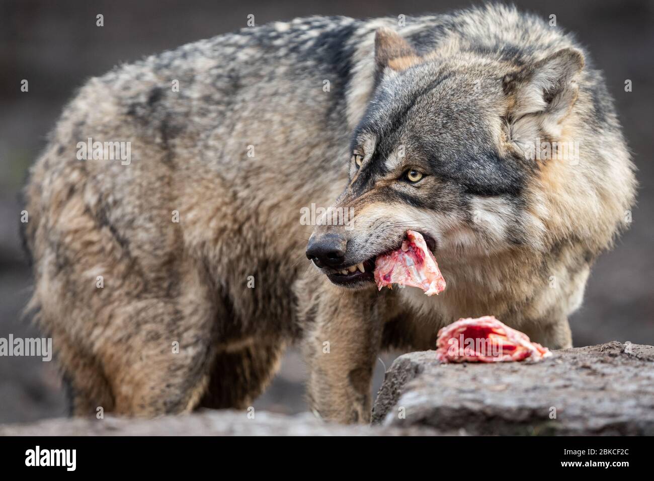 Grey wolf eating hi res stock photography and images Alamy