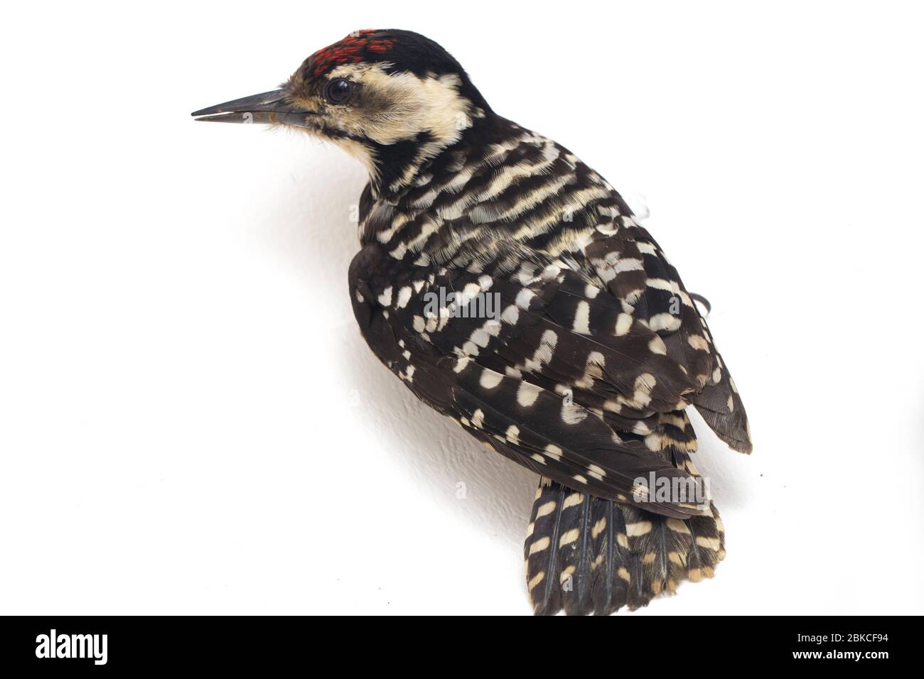 Bird Fulvous-breasted Woodpecker (Dendrocopos macei) isolated on white background Stock Photo