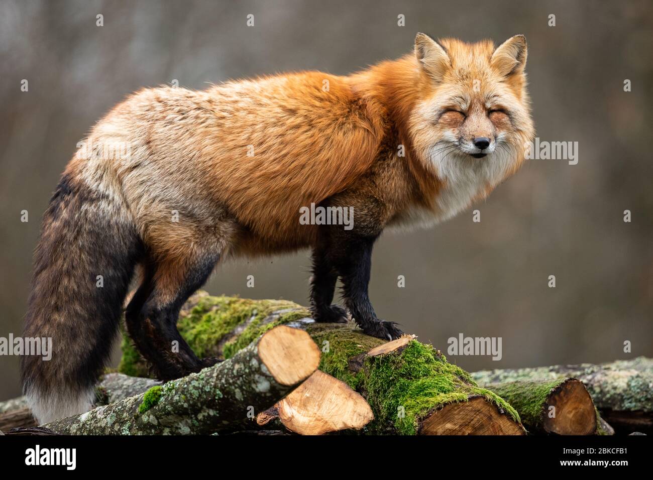Red fox in the forest Stock Photo - Alamy