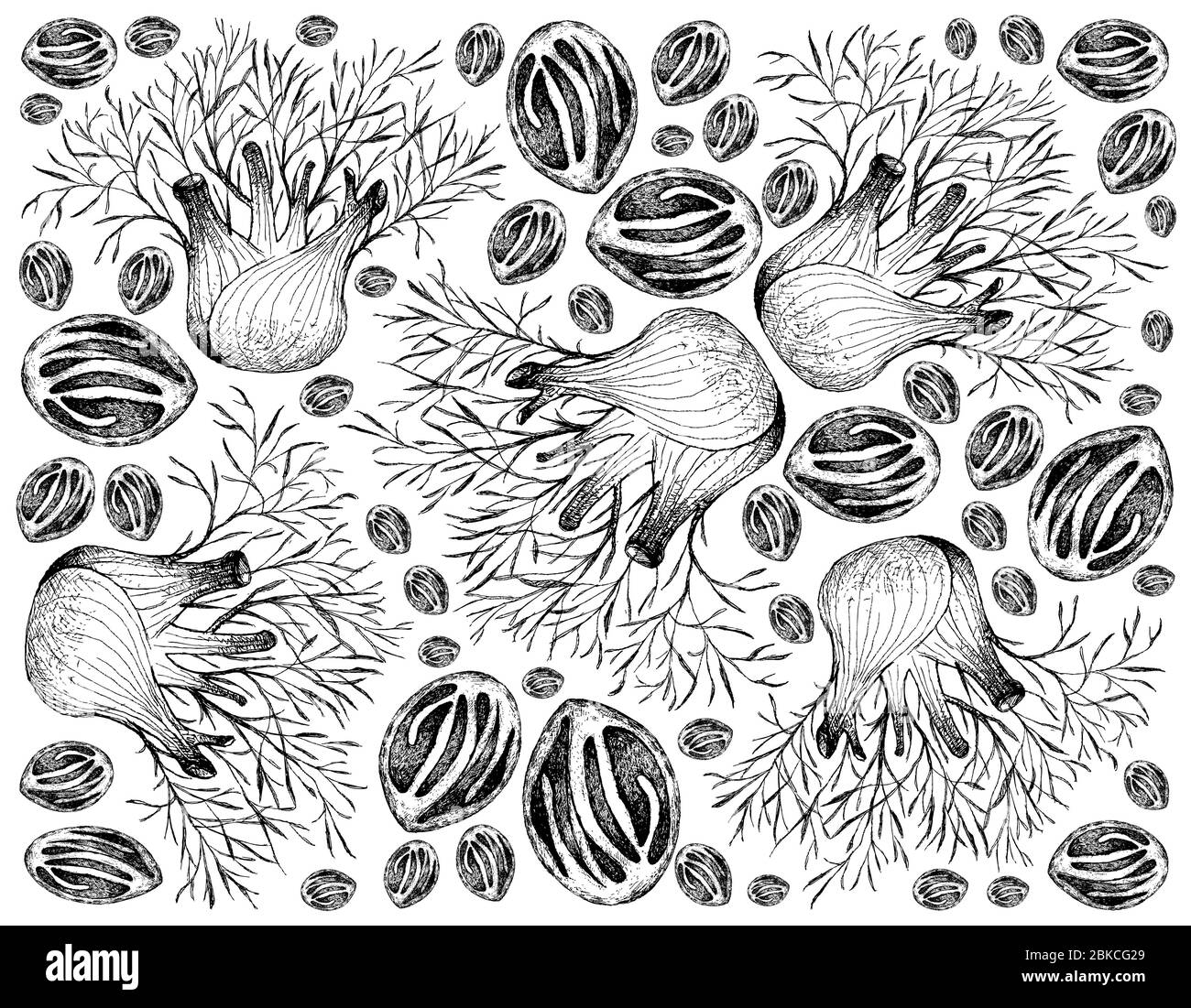 Herbal Plants, Illustration of Hand Drawn Sketch Fresh Fennel or Foeniculum Vulgare Bulb and Nutmeg Fruits Used for Seasoning in Cooking. Stock Photo