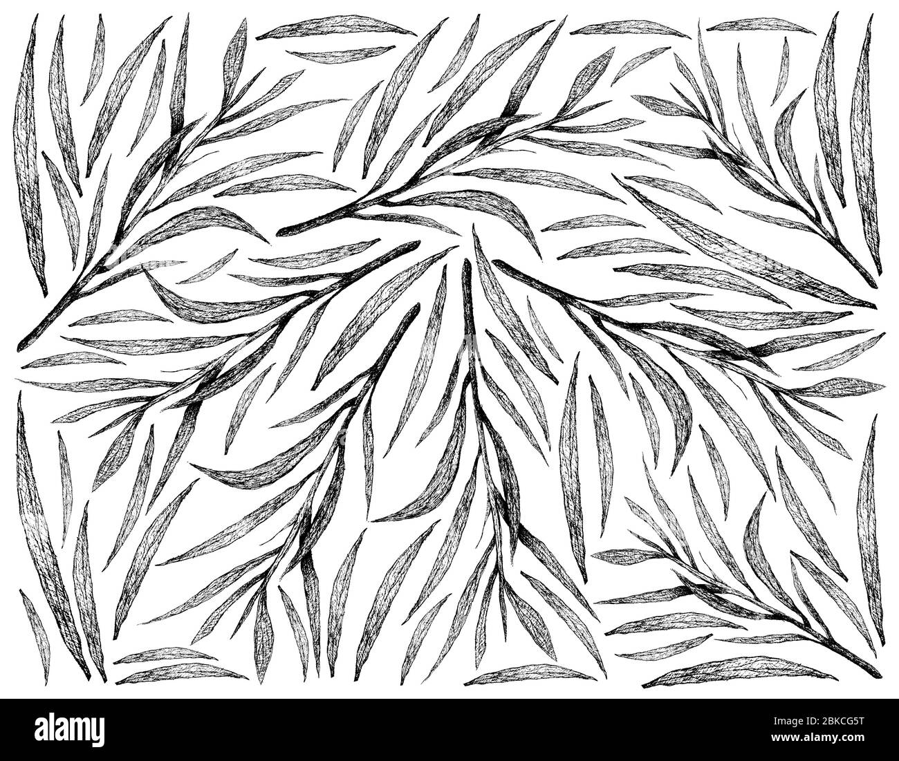 Herbal Plants, Hand Drawn Illustration Background of Fresh Tarragon, Estragon and Artemisia Dracunculus Plants Used for Seasoning in Cooking. Stock Photo