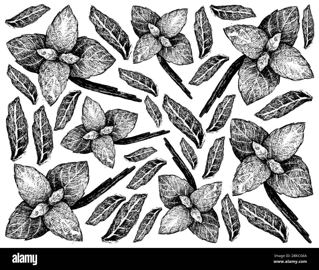 Herbal Plants, Hand Drawn Illustration of Fresh Basil Plant Isolated on A White Background Used for Seasoning in Cooking. Stock Photo