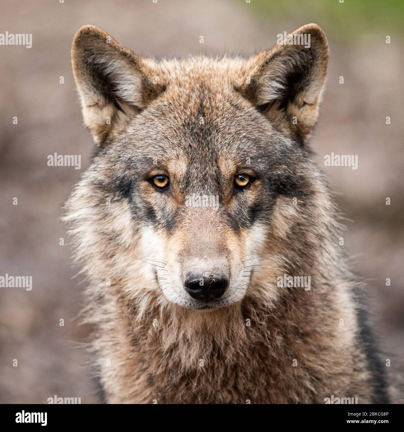 Portrait of grey wolf in the forest Stock Photo - Alamy