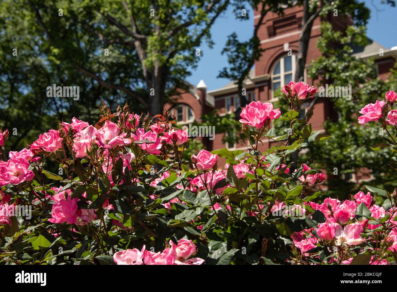 Pink knockout roses on the campus of Georgia Tech in Atlanta, Georgia. (USA) Stock Photo