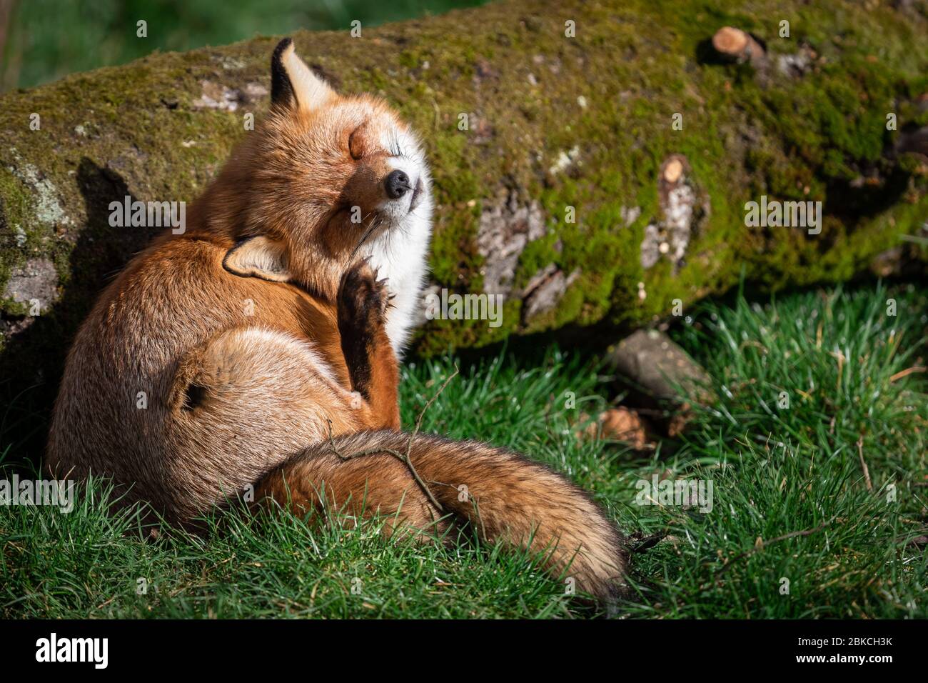 Red fox scratching in the forest Stock Photo