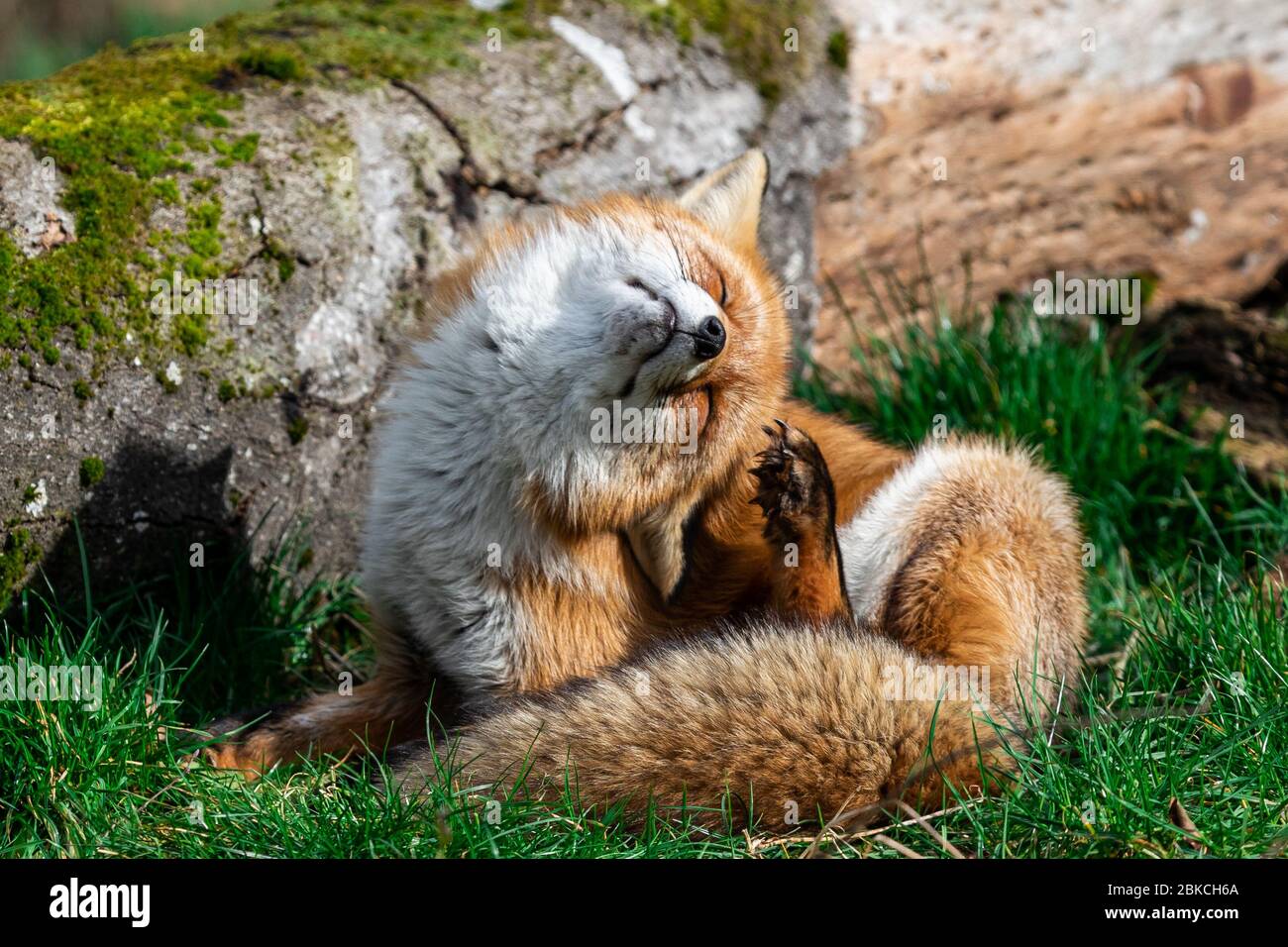 Red fox scratching in the forest Stock Photo
