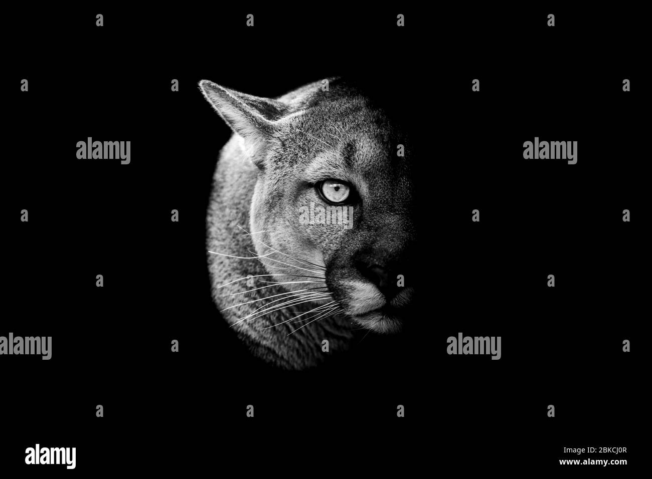 Puma eye Black and White Stock Photos & Images - Alamy