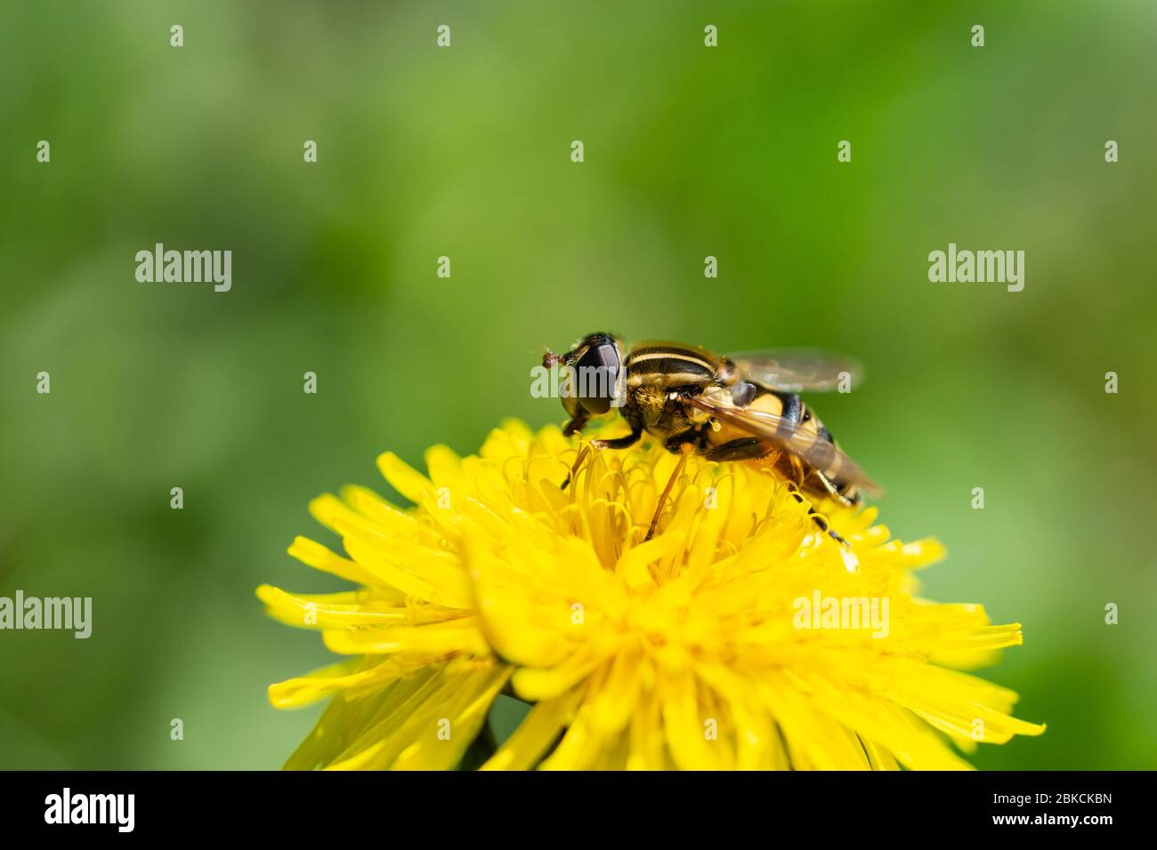 Narrow Headed Marsh Fly on Dandelion Flower Stock Photo