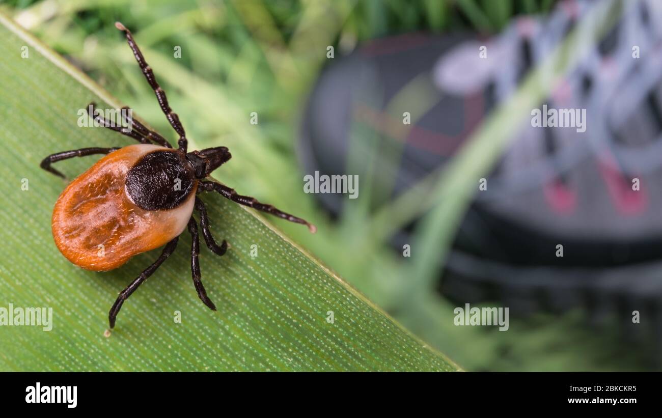 Lurking deer tick and foot in hiking boot on a green grass. Ixodes ricinus. Parasitic insect on natural leaf, leg in running shoe. Tick borne diseases. Stock Photo