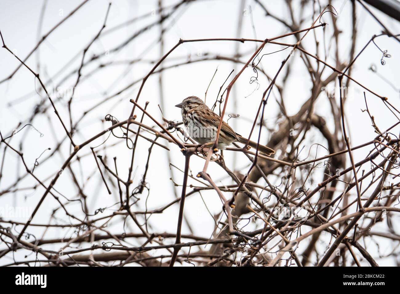 Song Sparrow Perched on Branch in Springtime Stock Photo