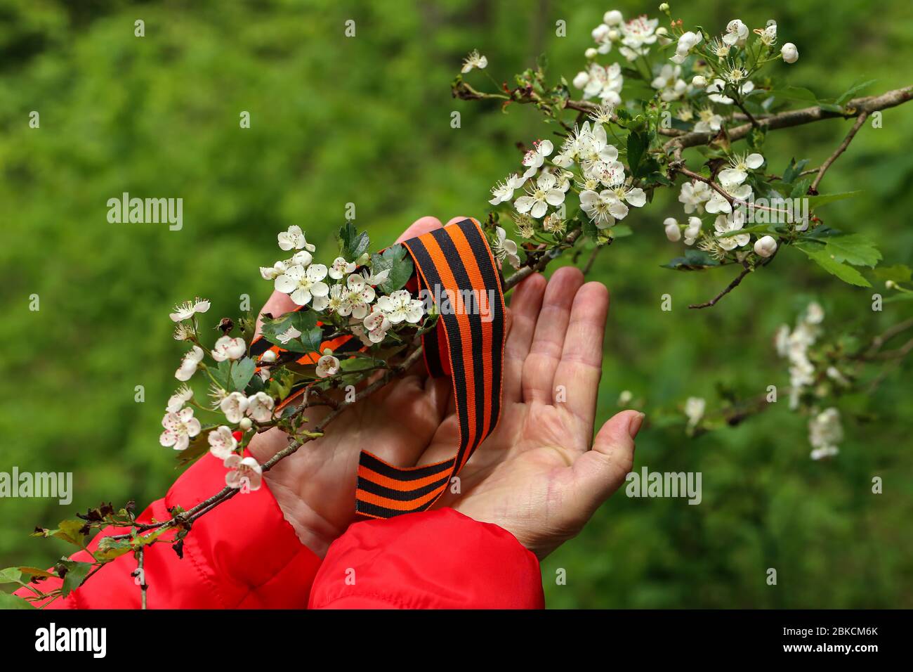 Victory Day. Arrangement of George ribbon and flowering branch Stock ...