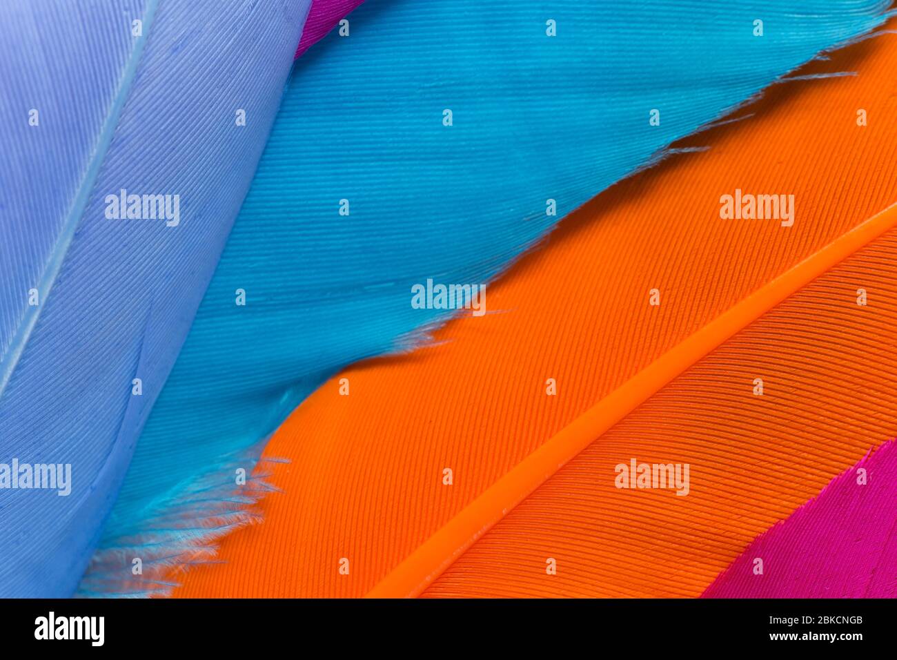 Colorful feathers texture close up Stock Photo